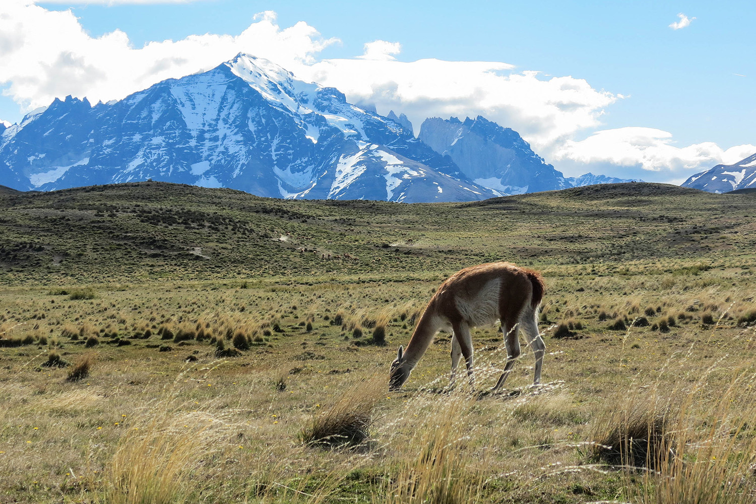 tours and travel in chile, Torres del Paine - 13