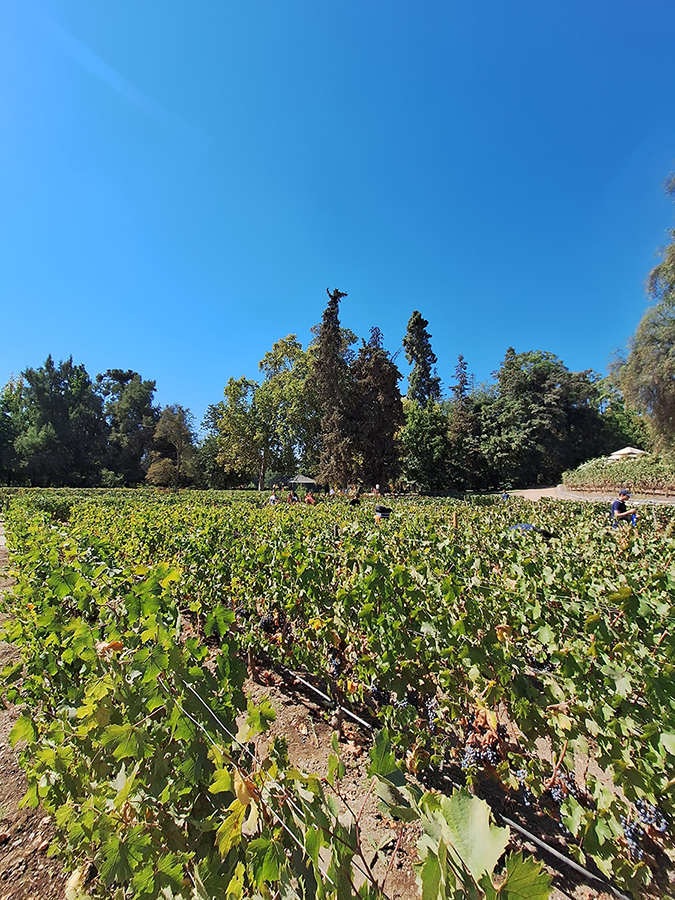 Viña Concha y Toro